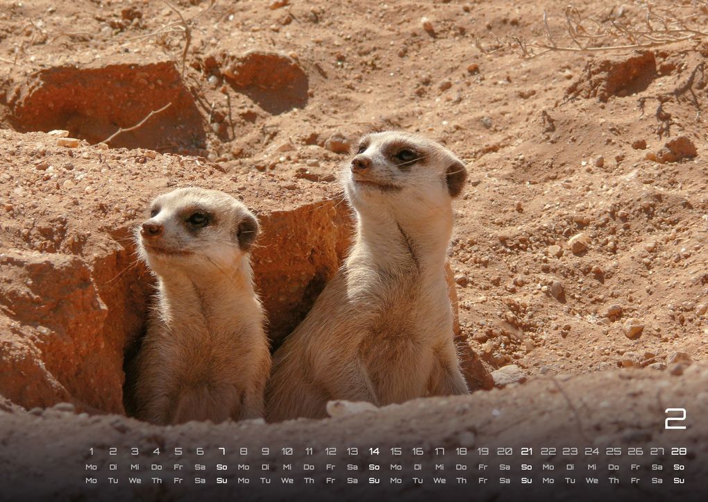 Weitere Ansicht: Erdmännchen - Kleine Wächter, große Abenteuer! - 2027 - Kalender DIN A2