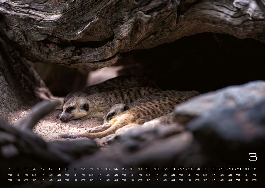 Weitere Ansicht: Erdmännchen - Kleine Wächter, große Abenteuer! - 2027 - Kalender DIN A2