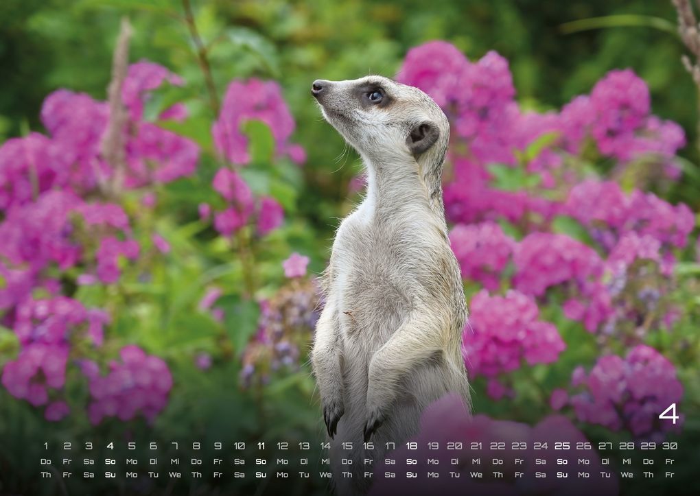 Weitere Ansicht: Erdmännchen - Kleine Wächter, große Abenteuer! - 2027 - Kalender DIN A2