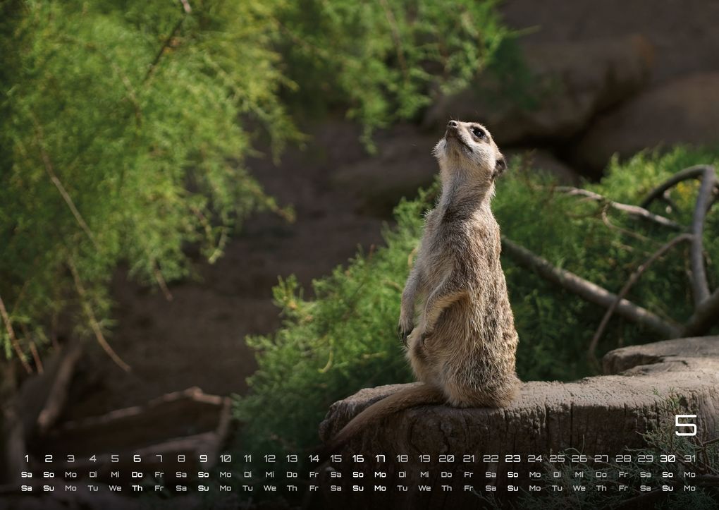 Weitere Ansicht: Erdmännchen - Kleine Wächter, große Abenteuer! - 2027 - Kalender DIN A2