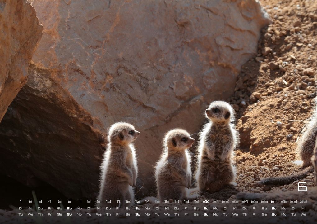 Weitere Ansicht: Erdmännchen - Kleine Wächter, große Abenteuer! - 2027 - Kalender DIN A2