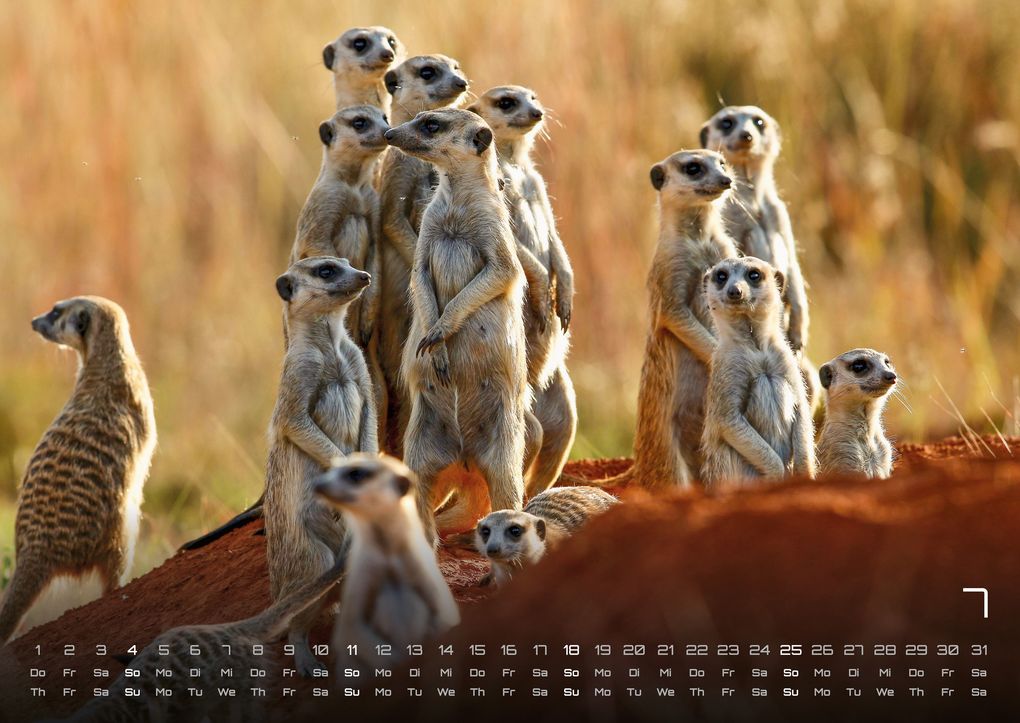 Weitere Ansicht: Erdmännchen - Kleine Wächter, große Abenteuer! - 2027 - Kalender DIN A2