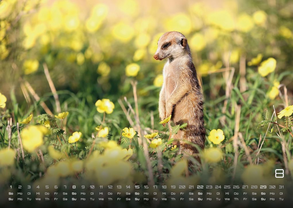 Weitere Ansicht: Erdmännchen - Kleine Wächter, große Abenteuer! - 2027 - Kalender DIN A2