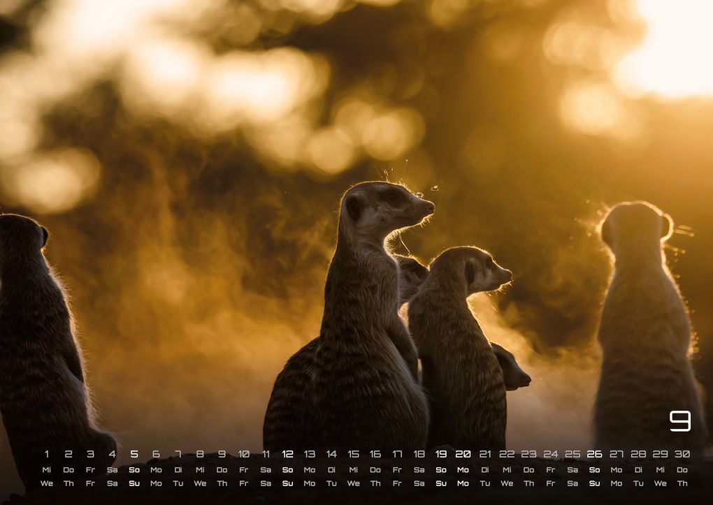 Weitere Ansicht: Erdmännchen - Kleine Wächter, große Abenteuer! - 2027 - Kalender DIN A2