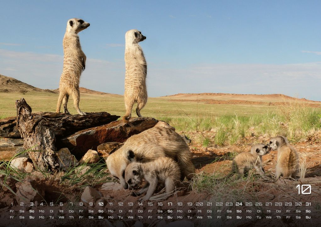 Weitere Ansicht: Erdmännchen - Kleine Wächter, große Abenteuer! - 2027 - Kalender DIN A2