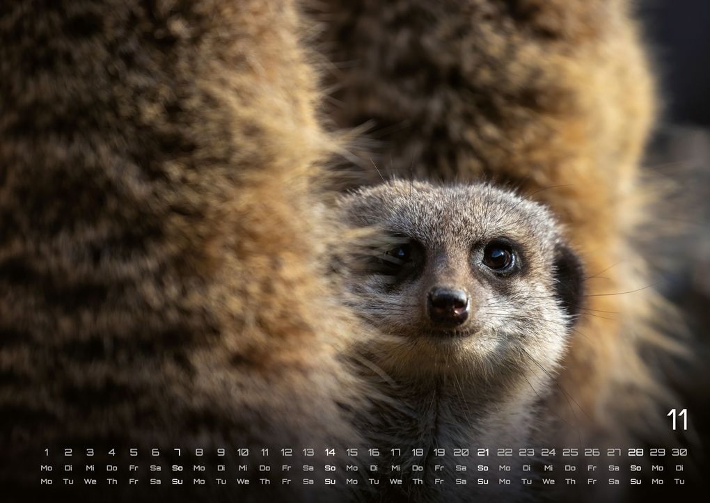 Weitere Ansicht: Erdmännchen - Kleine Wächter, große Abenteuer! - 2027 - Kalender DIN A2