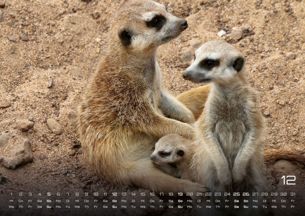 Weitere Ansicht: Erdmännchen - Kleine Wächter, große Abenteuer! - 2027 - Kalender DIN A2