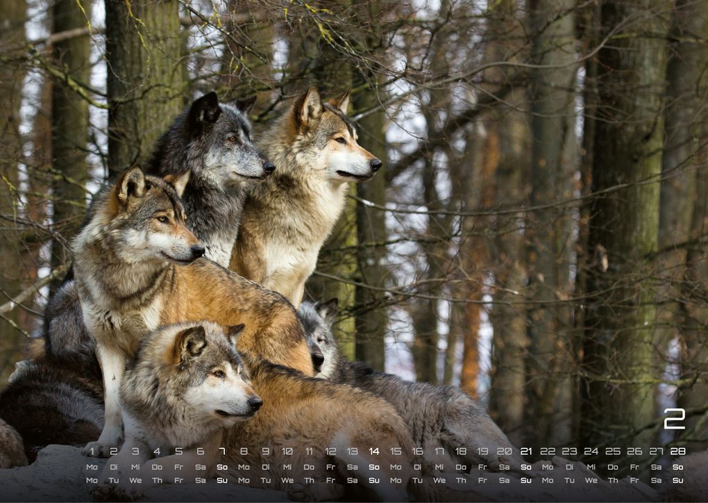 Weitere Ansicht: Wolf - Im Schatten des Waldes - 2027 - Kalender DIN A3