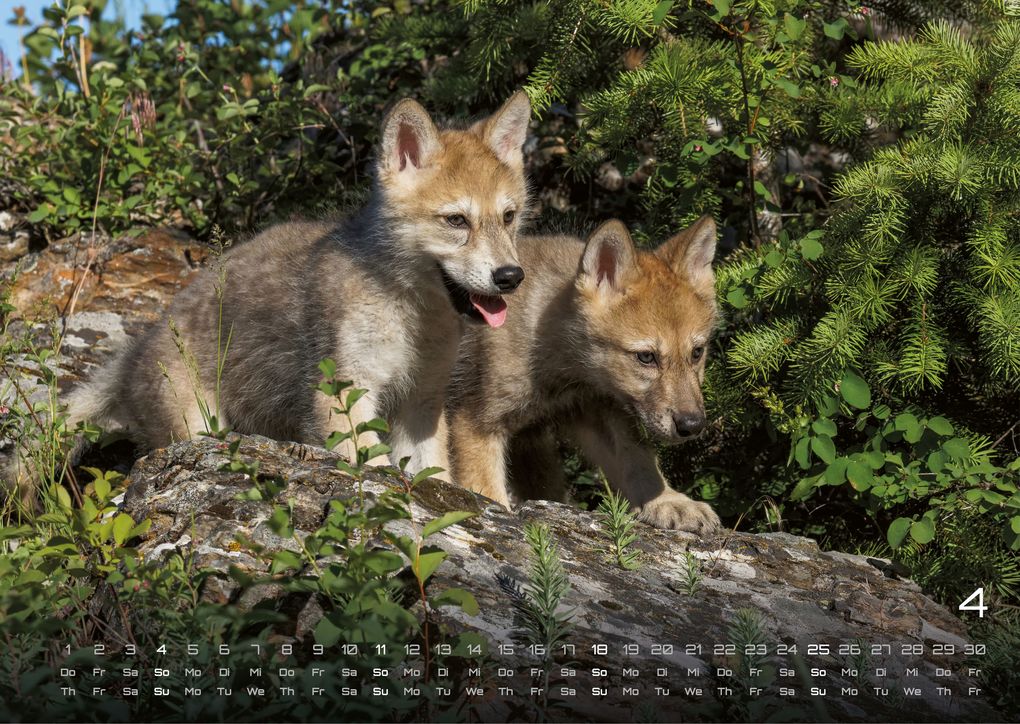 Weitere Ansicht: Wolf - Im Schatten des Waldes - 2027 - Kalender DIN A3