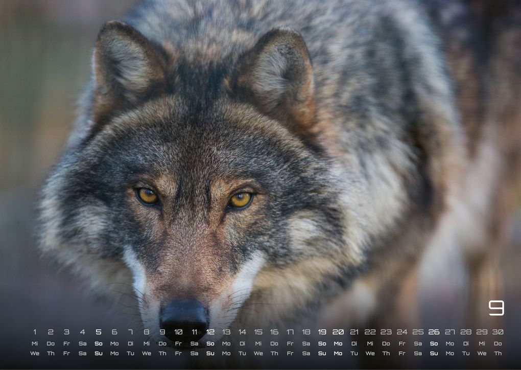 Weitere Ansicht: Wolf - Im Schatten des Waldes - 2027 - Kalender DIN A3