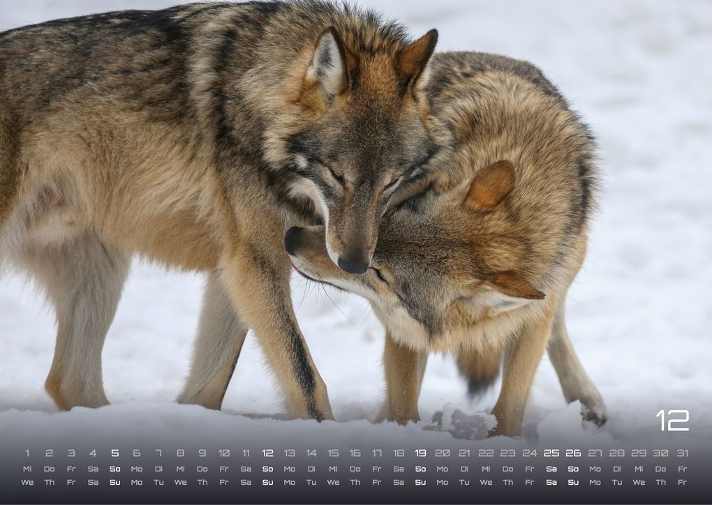 Weitere Ansicht: Wolf - Im Schatten des Waldes - 2027 - Kalender DIN A3
