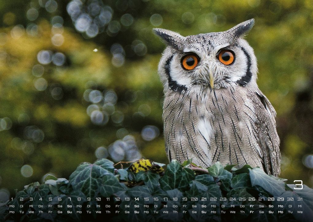 Weitere Ansicht: Eulen - Wächter der Nacht - 2027 - Kalender DIN A3
