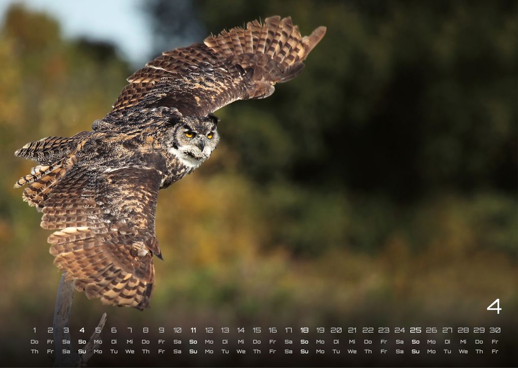 Weitere Ansicht: Eulen - Wächter der Nacht - 2027 - Kalender DIN A3