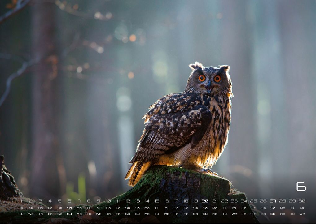 Weitere Ansicht: Eulen - Wächter der Nacht - 2027 - Kalender DIN A3