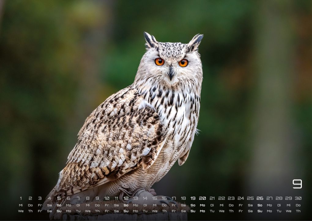 Weitere Ansicht: Eulen - Wächter der Nacht - 2027 - Kalender DIN A3