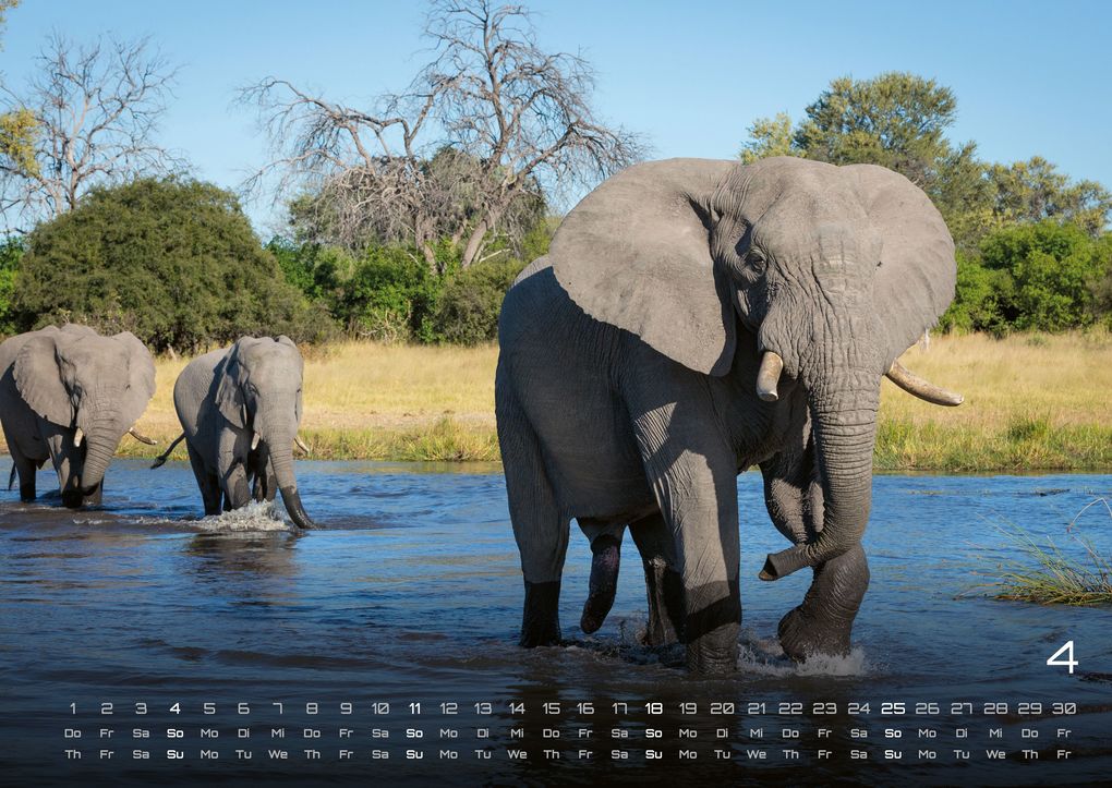 Weitere Ansicht: Elefanten - einzigartige Giganten - 2027 - Kalender DIN A2