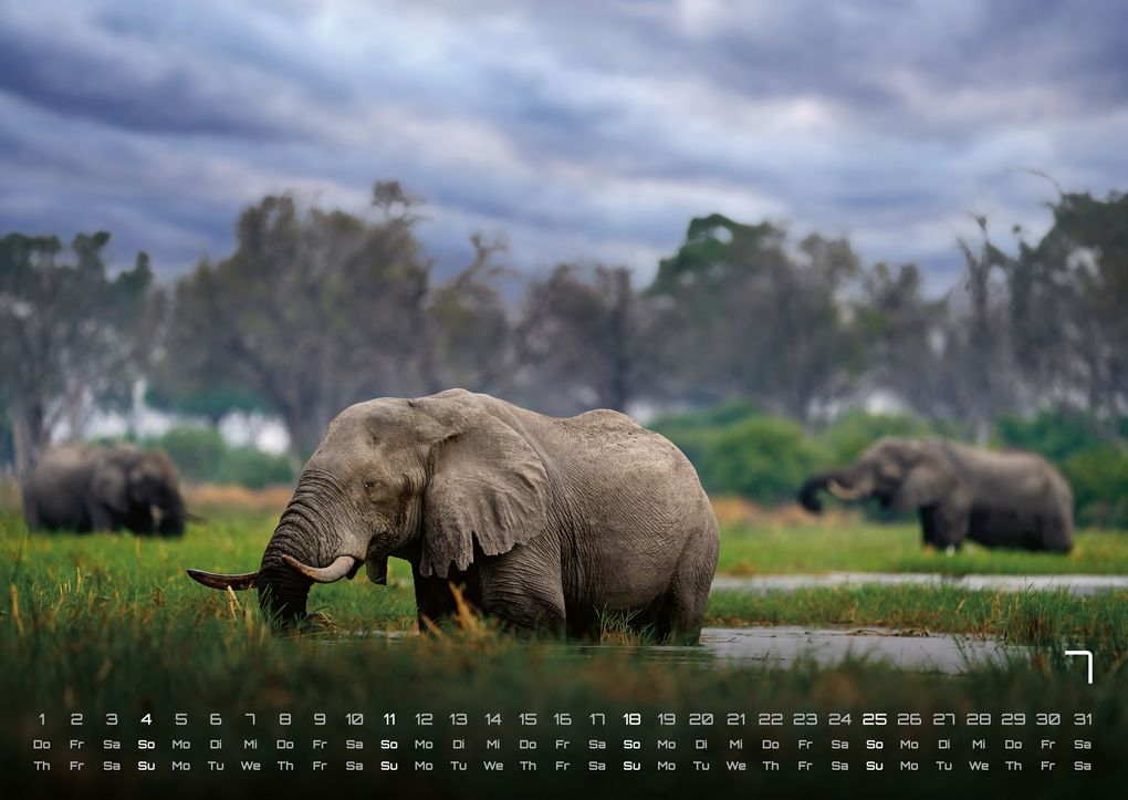 Weitere Ansicht: Elefanten - einzigartige Giganten - 2027 - Kalender DIN A2