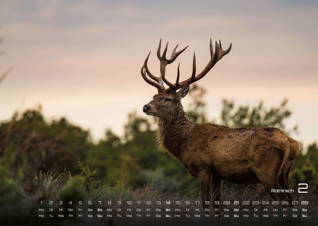 Weitere Ansicht: Waldtiere - Heimische Waldbewohner - Der Tierkalender - 2027 - Kalender DIN A3