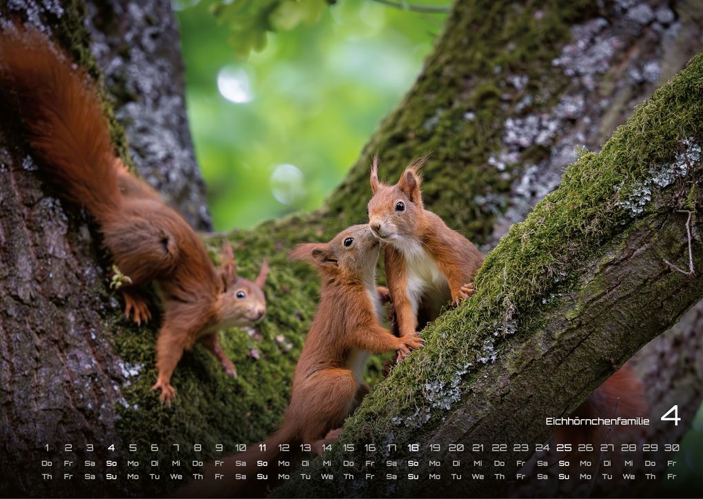Weitere Ansicht: Waldtiere - Heimische Waldbewohner - Der Tierkalender - 2027 - Kalender DIN A3