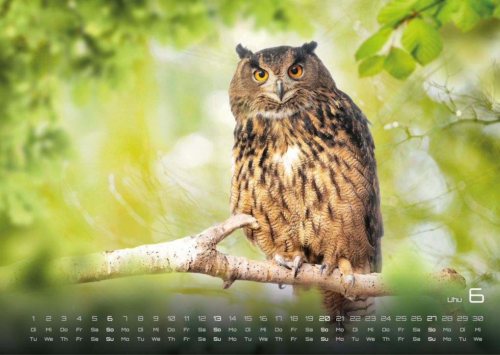 Weitere Ansicht: Waldtiere - Heimische Waldbewohner - Der Tierkalender - 2027 - Kalender DIN A3
