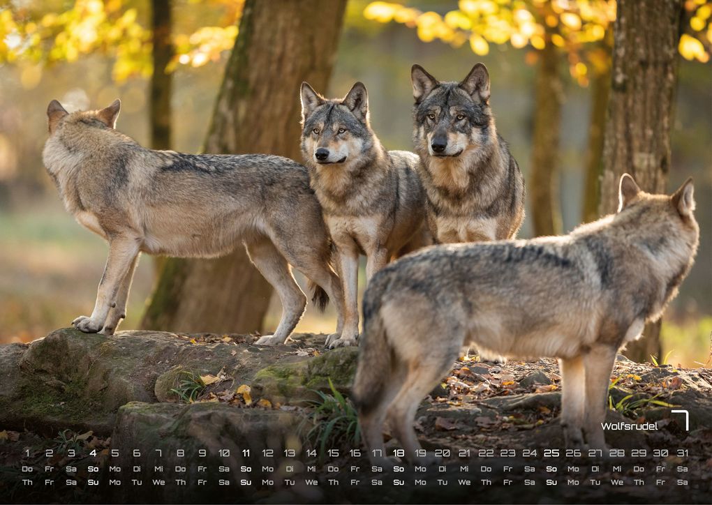 Weitere Ansicht: Waldtiere - Heimische Waldbewohner - Der Tierkalender - 2027 - Kalender DIN A3