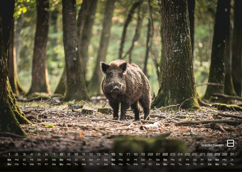 Weitere Ansicht: Waldtiere - Heimische Waldbewohner - Der Tierkalender - 2027 - Kalender DIN A3