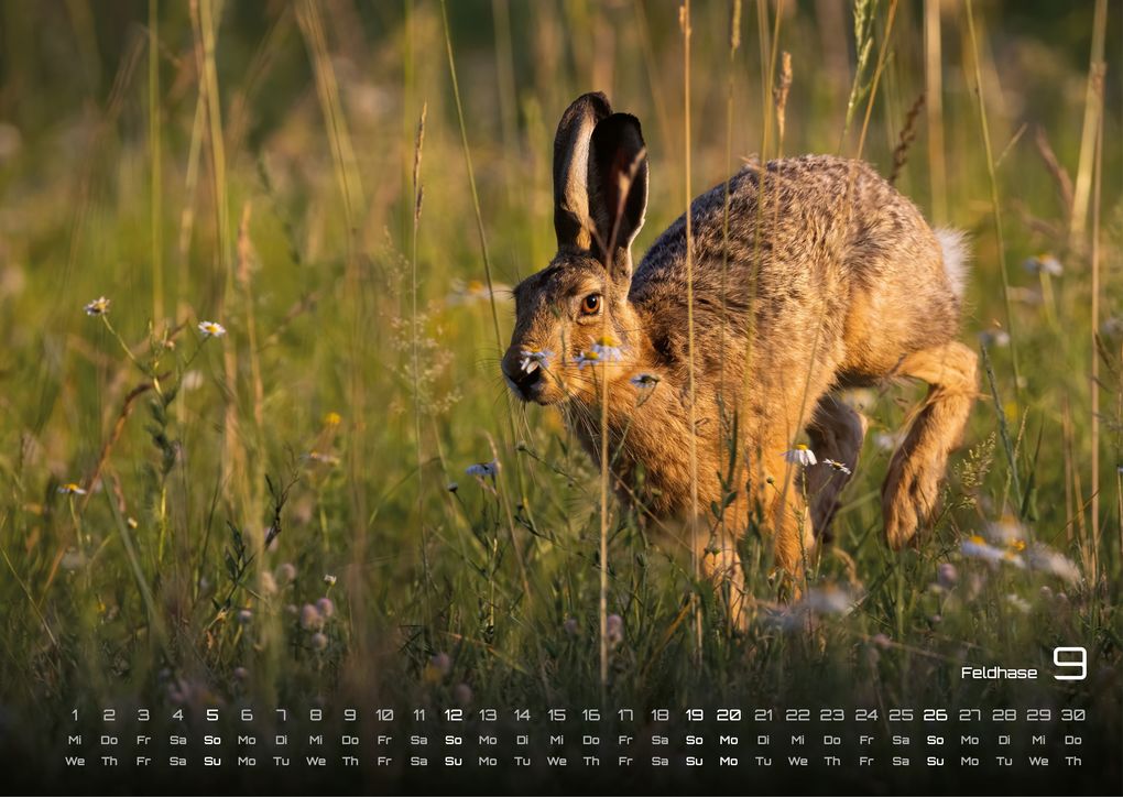 Weitere Ansicht: Waldtiere - Heimische Waldbewohner - Der Tierkalender - 2027 - Kalender DIN A3