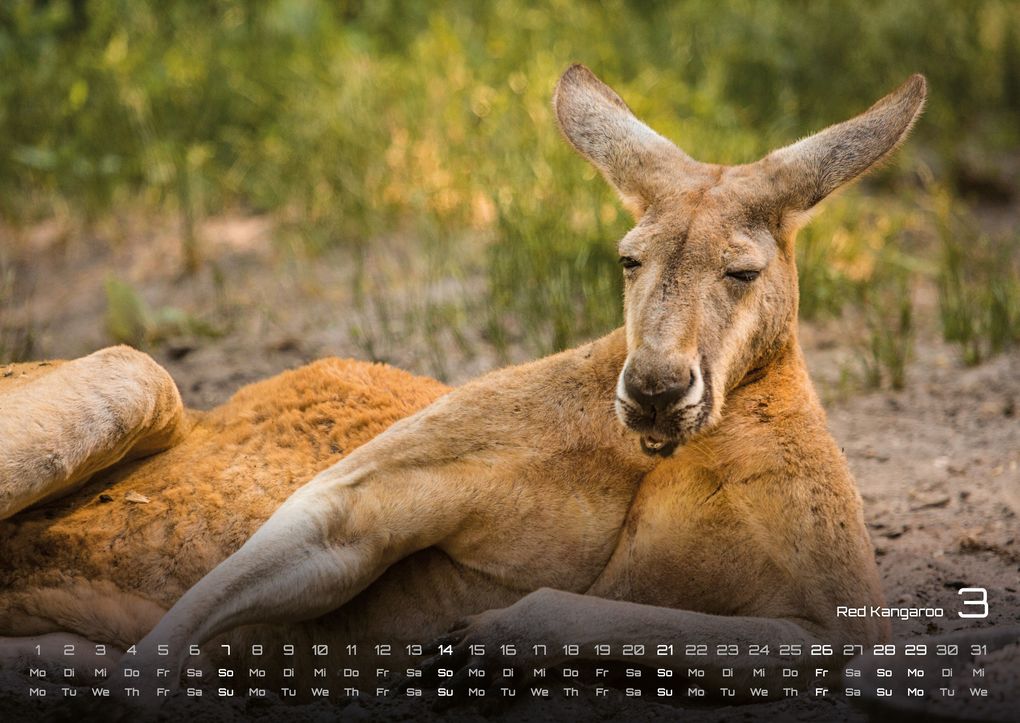 Weitere Ansicht: Australien - das Land der Kängurus - 2027 - Kalender DIN A2