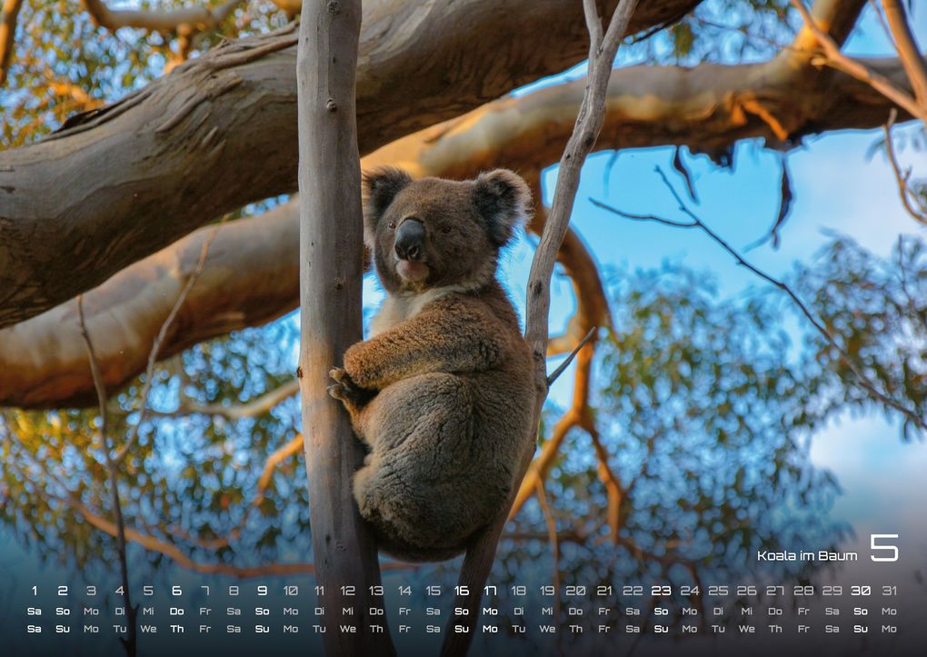 Weitere Ansicht: Australien - das Land der Kängurus - 2027 - Kalender DIN A2