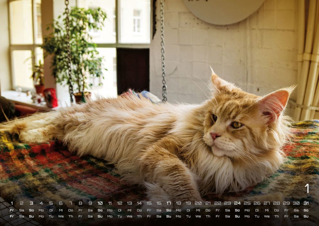 Weitere Ansicht: Miau - Unsere Stubentiger - Der Katzenkalender - 2027 - Kalender DIN A2