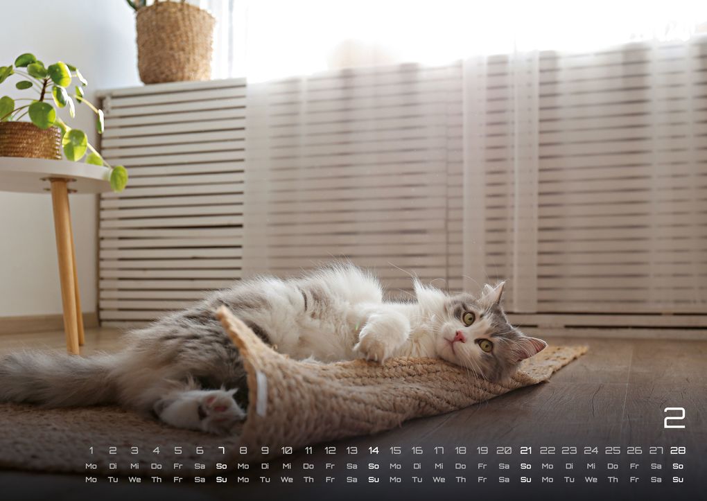 Weitere Ansicht: Miau - Unsere Stubentiger - Der Katzenkalender - 2027 - Kalender DIN A2