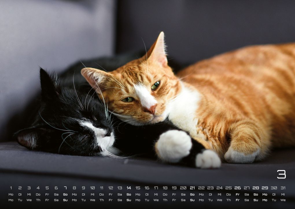 Weitere Ansicht: Miau - Unsere Stubentiger - Der Katzenkalender - 2027 - Kalender DIN A2