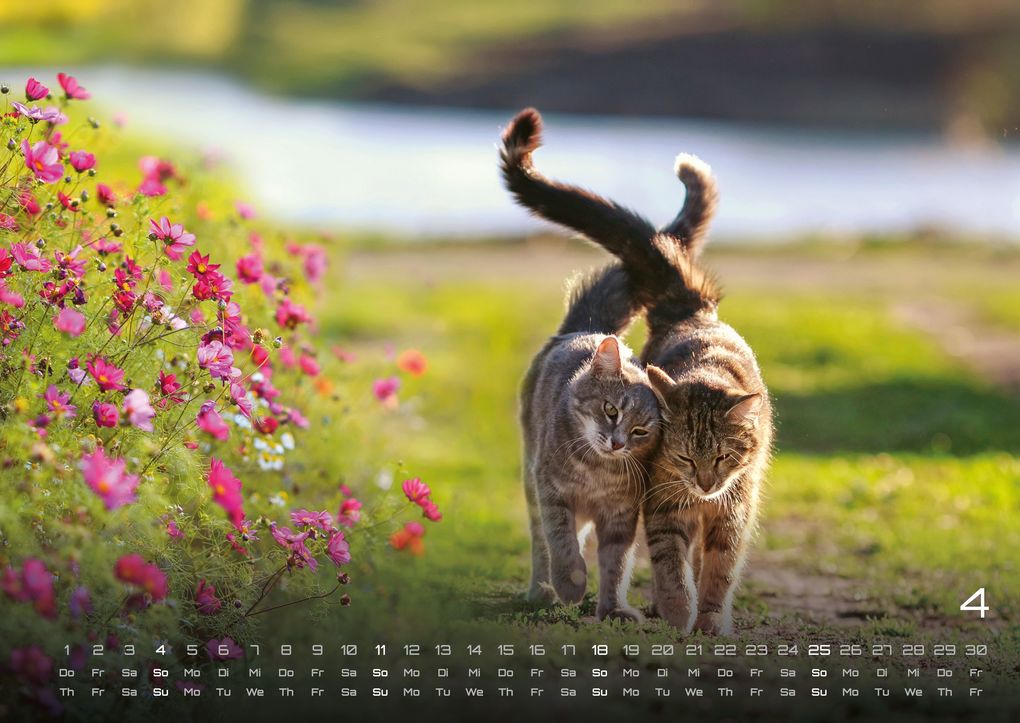 Weitere Ansicht: Miau - Unsere Stubentiger - Der Katzenkalender - 2027 - Kalender DIN A2