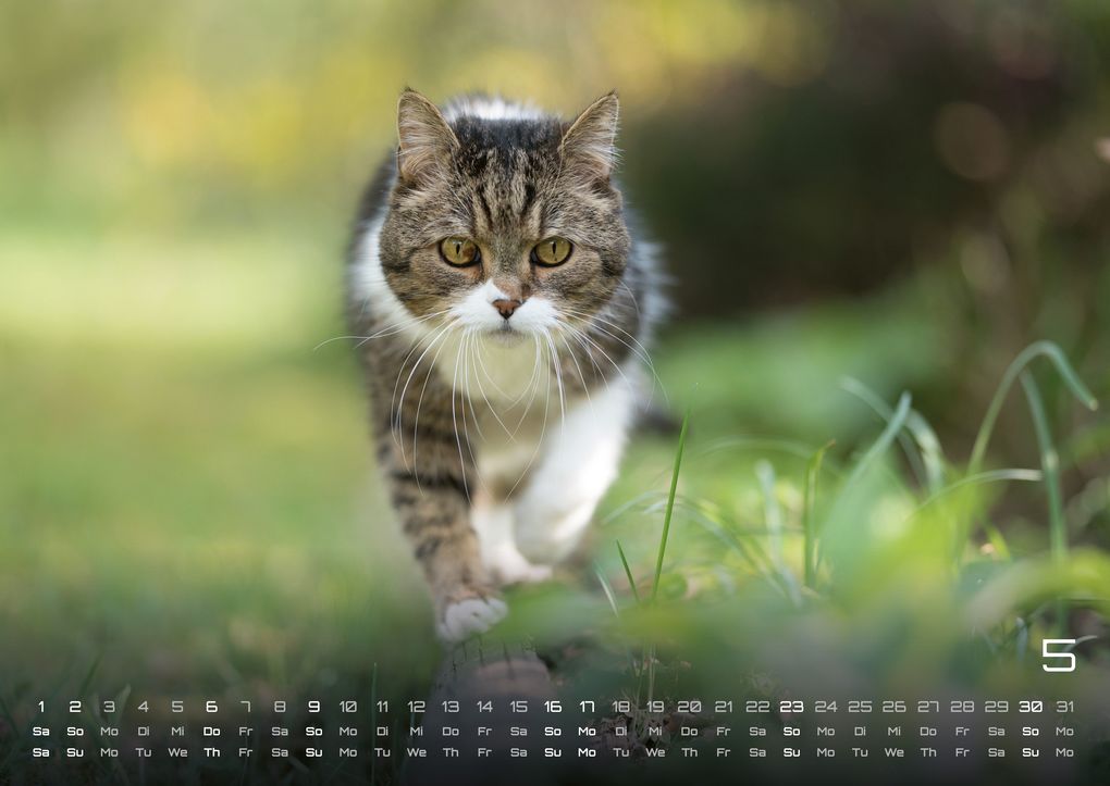 Weitere Ansicht: Miau - Unsere Stubentiger - Der Katzenkalender - 2027 - Kalender DIN A2