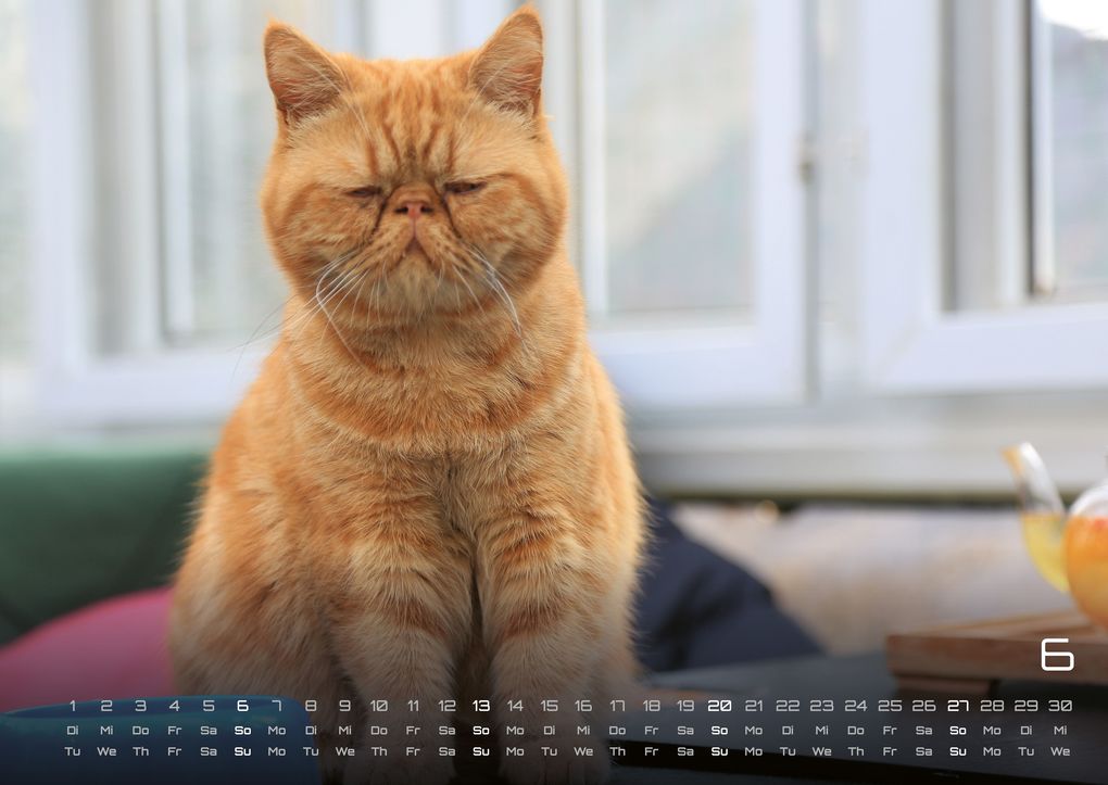 Weitere Ansicht: Miau - Unsere Stubentiger - Der Katzenkalender - 2027 - Kalender DIN A2