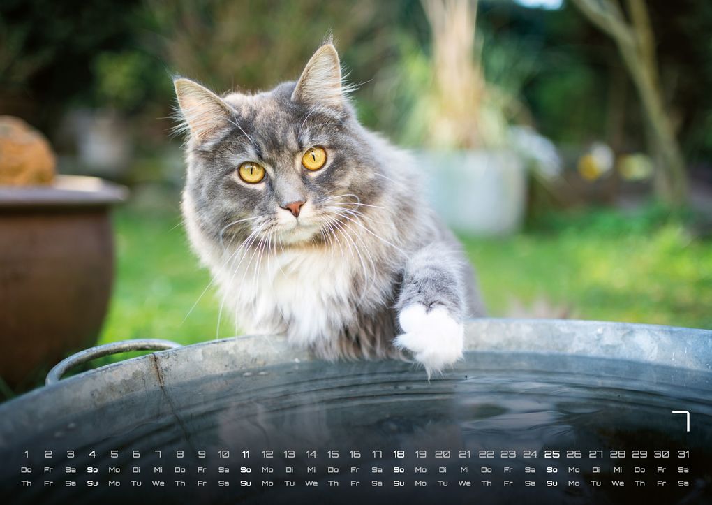 Weitere Ansicht: Miau - Unsere Stubentiger - Der Katzenkalender - 2027 - Kalender DIN A2
