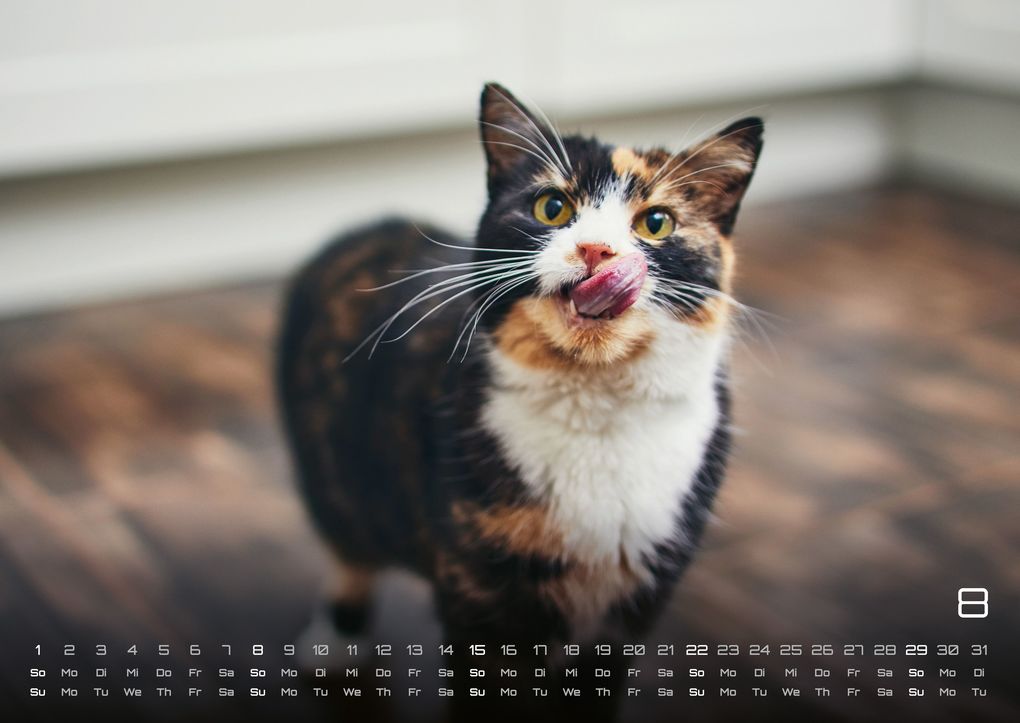 Weitere Ansicht: Miau - Unsere Stubentiger - Der Katzenkalender - 2027 - Kalender DIN A2