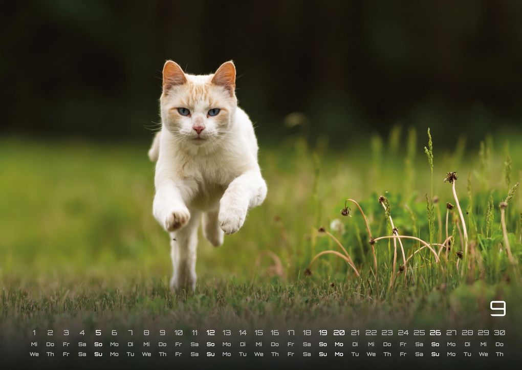 Weitere Ansicht: Miau - Unsere Stubentiger - Der Katzenkalender - 2027 - Kalender DIN A2
