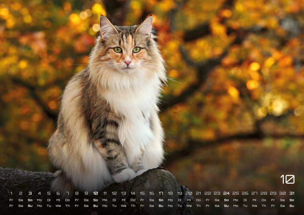 Weitere Ansicht: Miau - Unsere Stubentiger - Der Katzenkalender - 2027 - Kalender DIN A2