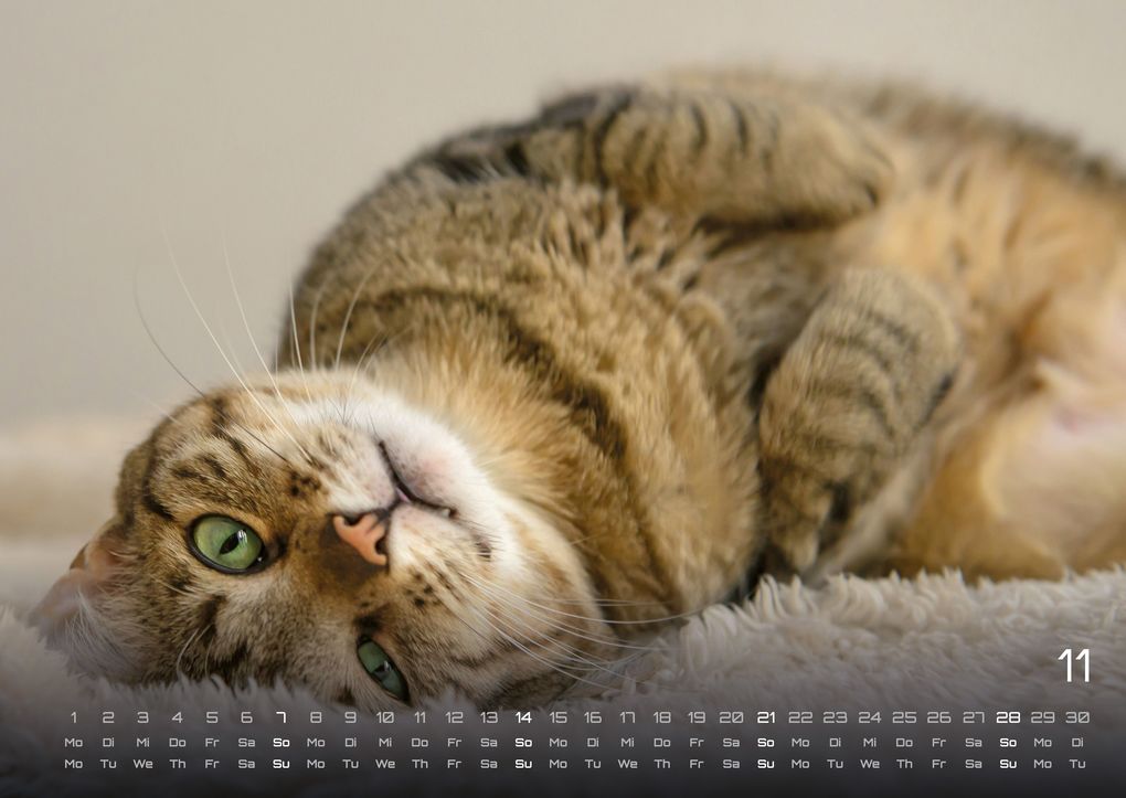 Weitere Ansicht: Miau - Unsere Stubentiger - Der Katzenkalender - 2027 - Kalender DIN A2