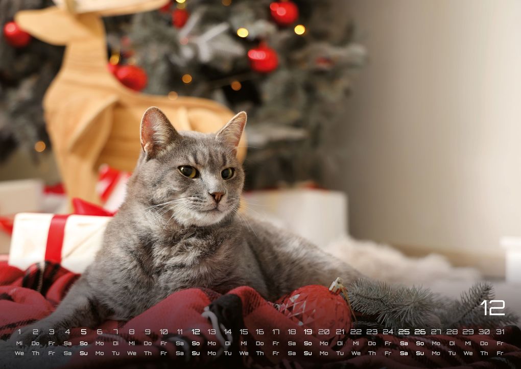 Weitere Ansicht: Miau - Unsere Stubentiger - Der Katzenkalender - 2027 - Kalender DIN A2