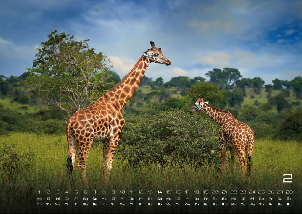 Weitere Ansicht: Afrikas Tierwelt - Der Tierkalender - 2027 - Kalender DIN A3