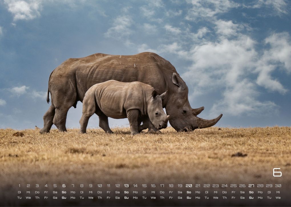 Weitere Ansicht: Afrikas Tierwelt - Der Tierkalender - 2027 - Kalender DIN A3