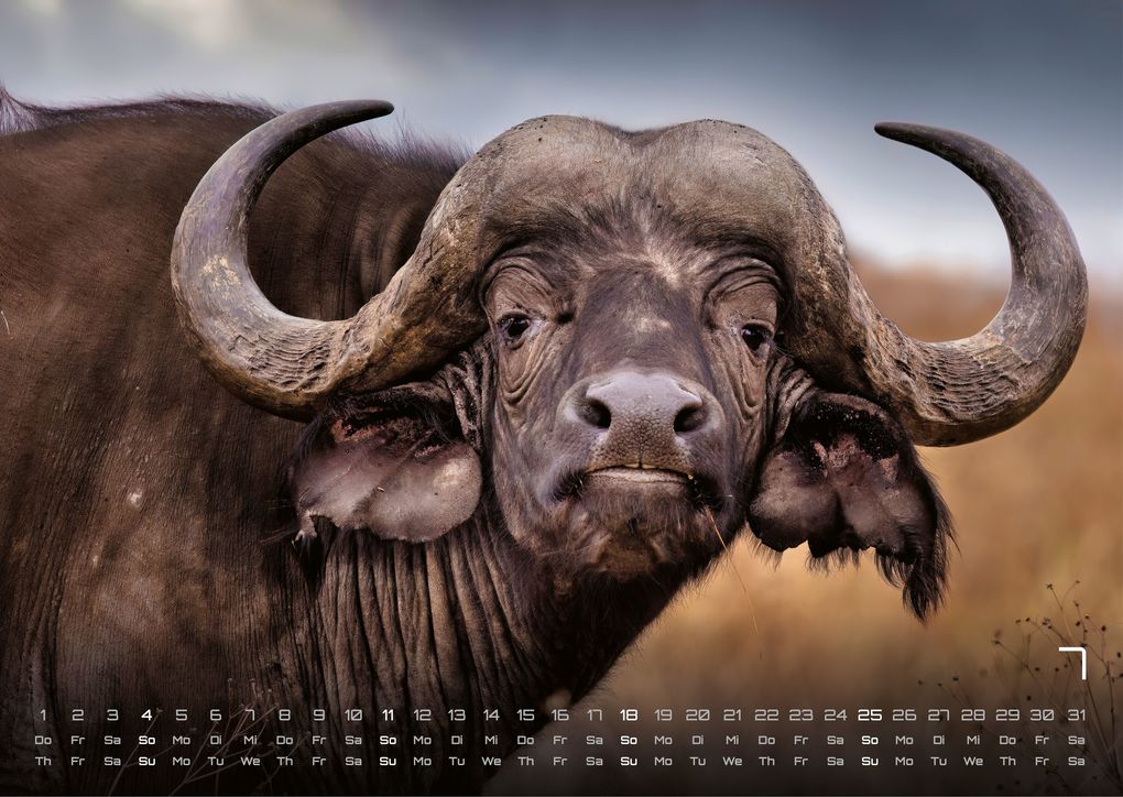 Weitere Ansicht: Afrikas Tierwelt - Der Tierkalender - 2027 - Kalender DIN A3