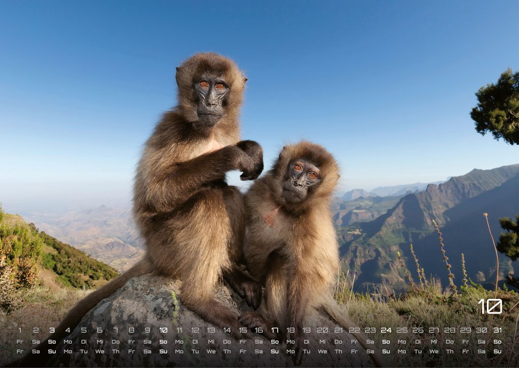 Weitere Ansicht: Afrikas Tierwelt - Der Tierkalender - 2027 - Kalender DIN A3