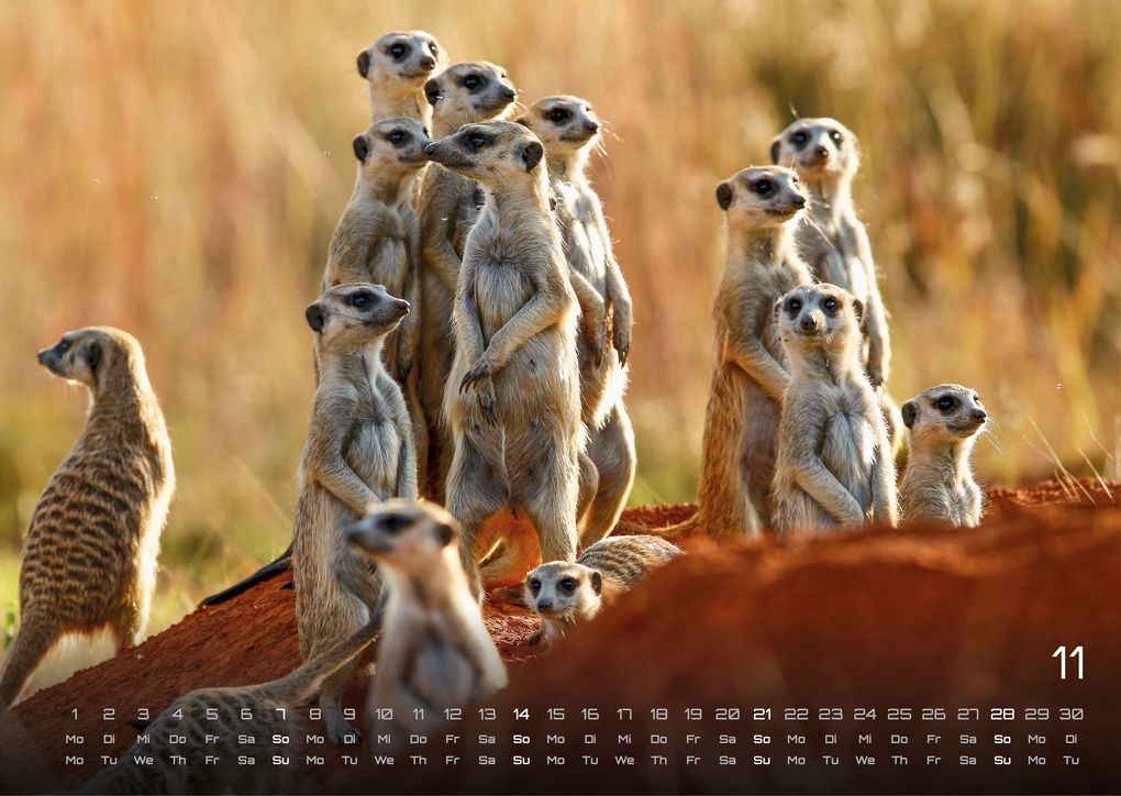 Weitere Ansicht: Afrikas Tierwelt - Der Tierkalender - 2027 - Kalender DIN A3