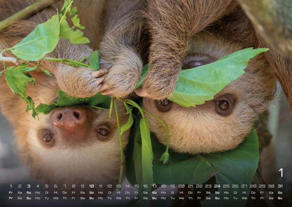 Weitere Ansicht: Faultiere - Chill mal! - 2027 - Kalender DIN A2