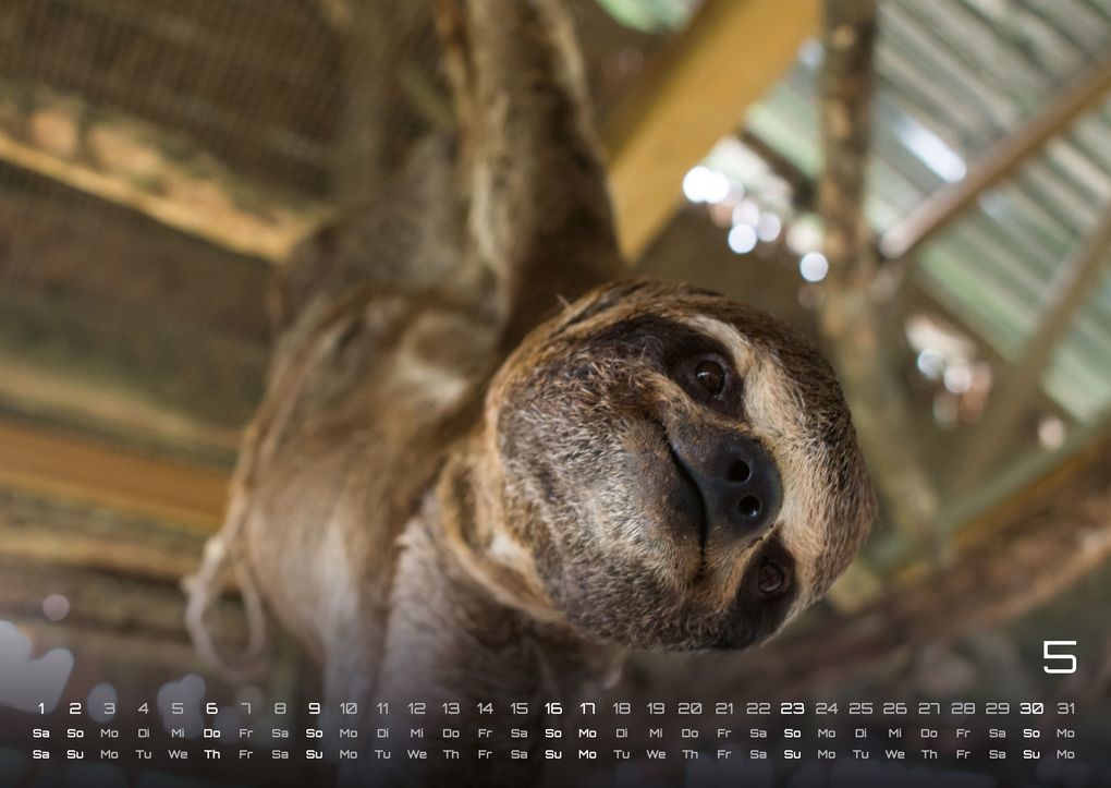Weitere Ansicht: Faultiere - Chill mal! - 2027 - Kalender DIN A2