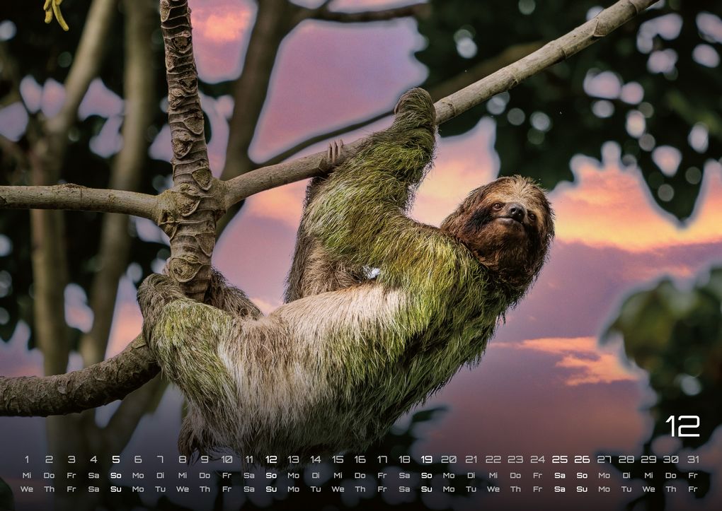 Weitere Ansicht: Faultiere - Chill mal! - 2027 - Kalender DIN A2