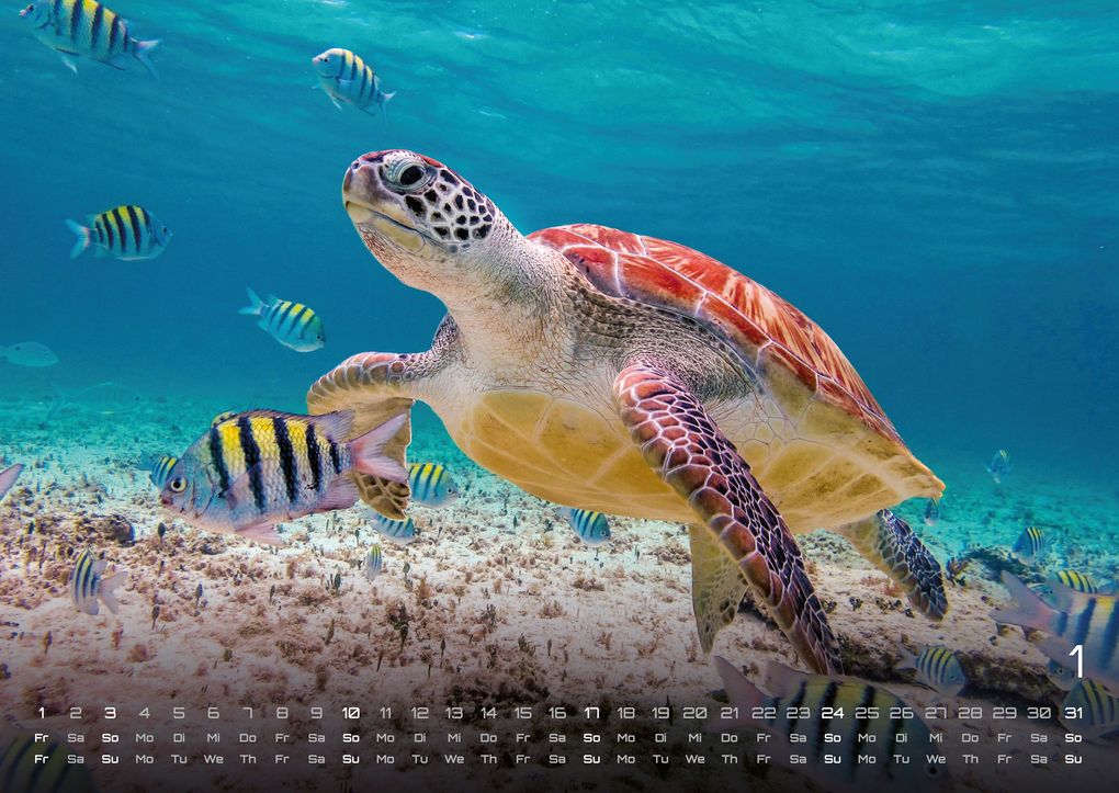 Weitere Ansicht: Sealife - verborgene Tiefen - 2027 - Kalender DIN A2